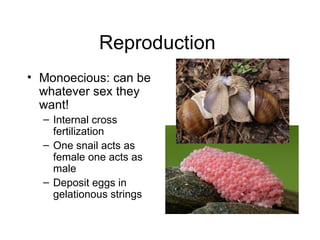 Reproduction
• Monoecious: can be
  whatever sex they
  want!
  – Internal cross
    fertilization
  – One snail acts as
    female one acts as
    male
  – Deposit eggs in
    gelationous strings
 