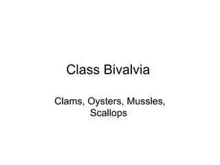 Class Bivalvia

Clams, Oysters, Mussles,
       Scallops
 
