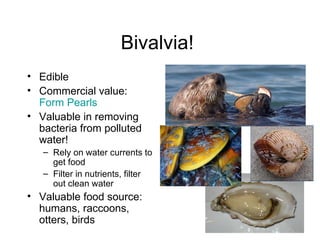 Bivalvia!
• Edible
• Commercial value:
  Form Pearls
• Valuable in removing
  bacteria from polluted
  water!
   – Rely on water currents to
     get food
   – Filter in nutrients, filter
     out clean water
• Valuable food source:
  humans, raccoons,
  otters, birds
 