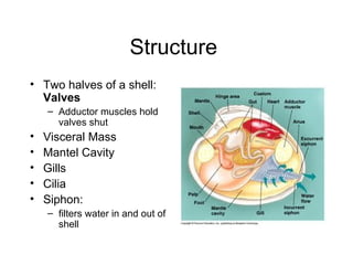 Structure
• Two halves of a shell:
  Valves
    – Adductor muscles hold
      valves shut
•   Visceral Mass
•   Mantel Cavity
•   Gills
•   Cilia
•   Siphon:
    – filters water in and out of
      shell
 