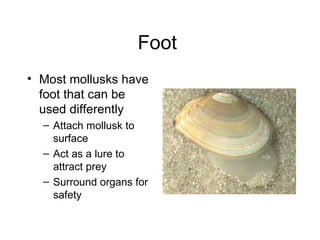 Foot
• Most mollusks have
  foot that can be
  used differently
  – Attach mollusk to
    surface
  – Act as a lure to
    attract prey
  – Surround organs for
    safety
 