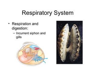 Respiratory System
• Respiration and
  digestion:
  – Incurrent siphon and
    gills
 
