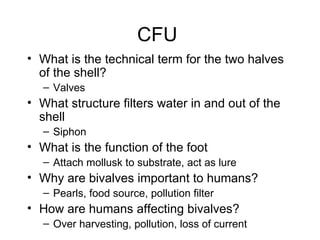 CFU
• What is the technical term for the two halves
  of the shell?
   – Valves
• What structure filters water in and out of the
  shell
   – Siphon
• What is the function of the foot
   – Attach mollusk to substrate, act as lure
• Why are bivalves important to humans?
   – Pearls, food source, pollution filter
• How are humans affecting bivalves?
   – Over harvesting, pollution, loss of current
 