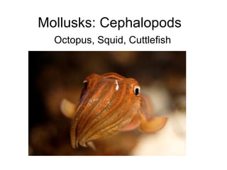 Mollusks: Cephalopods
  Octopus, Squid, Cuttlefish
 