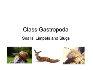 Class Gastropoda
Snails, Limpets and Slugs
 