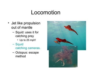 Locomotion
• Jet like propulsion
  out of mantle
   – Squid: uses it for
     catching prey
      • Up to 25 mph!
   – Squid
     catching cameras.
   – Octopus: escape
     method
 