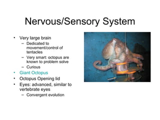 Nervous/Sensory System
• Very large brain
   – Dedicated to
     movement/control of
     tentacles
   – Very smart: octopus are
     known to problem solve
   – Curious
• Giant Octopus
• Octopus Opening lid
• Eyes: advanced, similar to
  vertebrate eyes
   – Convergent evolution
 
