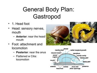 General Body Plan:
             Gastropod
• 1. Head foot
• Head: sensory nerves,
  mouth
   – Anterior: near the head/
     mouth
• Foot: attachment and
  locomotion
   – Posterior: near the anus
   – Flattened w Cilia:
     locomotion
 