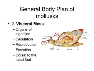 General Body Plan of
           mollusks
• 2. Visceral Mass
  – Organs of
    digestion
  – Circulation
  – Reproduction
  – Excretion
  – Dorsal to the
    head foot
 