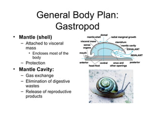 General Body Plan:
              Gastropod
• Mantle (shell)
   – Attached to visceral
     mass
       • Encloses most of the
         body
   – Protection
• Mantle Cavity:
   – Gas exchange
   – Elimination of digestive
     wastes
   – Release of reproductive
     products
 