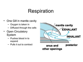 Respiration
• One Gill in mantle cavity
   – Oxygen is taken in
   – Diffused through the cells
• Open Circulatory
  System
   – Pushes blood in to
     expand
   – Pulls it out to contract
 