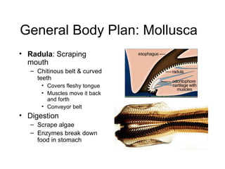 General Body Plan: Mollusca
• Radula: Scraping
  mouth
   – Chitinous belt & curved
     teeth
      • Covers fleshy tongue
      • Muscles move it back
        and forth
      • Conveyor belt
• Digestion
   – Scrape algae
   – Enzymes break down
     food in stomach
 