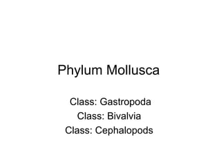 Phylum Mollusca

  Class: Gastropoda
    Class: Bivalvia
 Class: Cephalopods
 
