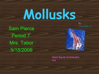 Mollusks Sam Pierce Period 7  Mrs. Tabor 5/18/2009 Giant Squid/ Architeuthis dux  By  Tom Zeller Jr.   