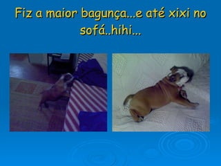 Fiz a maior bagunça...e até xixi no sofá..hihi... 