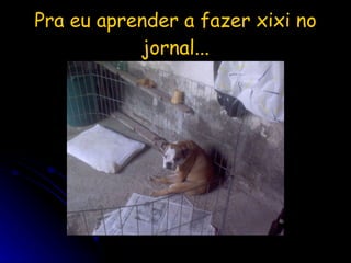 Pra eu aprender a fazer xixi no jornal... 