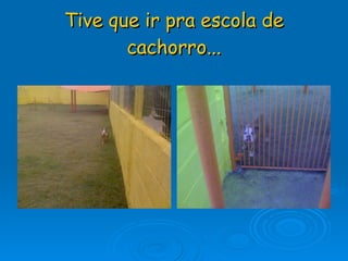 Tive que ir pra escola de cachorro... 