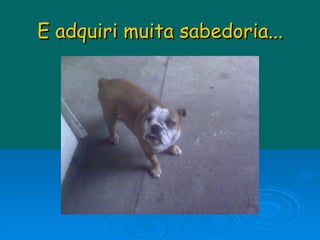 E adquiri muita sabedoria... 
