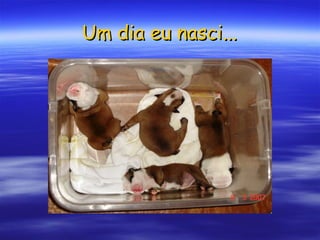 Um dia eu nasci... 