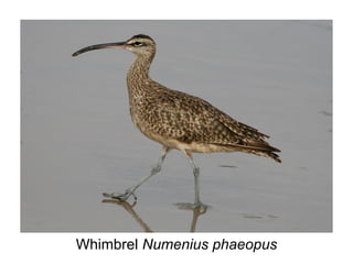 Whimbrel Numenius phaeopus
 