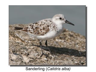 Sanderling (Calidris alba)
 