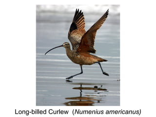 Long-billed Curlew (Numenius americanus)
 