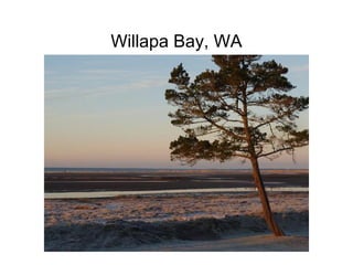 Willapa Bay, WA
 