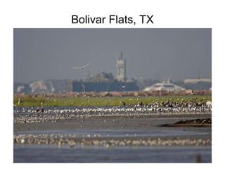 Bolivar Flats, TX
 