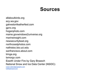 Sources
allaboutbirds.org
ecy.wa.gov
galvestonfeatherfest.com
gpnc.org
hoganphoto.com
maine.govwindows2universe.org
marineinsight.com
newsecuritybeat.org
northcoastphotos.com
nathistoc.bio.uci.edu
sanfrancisco.about.com
tringa.org
txmorgv.com
Eearth Under Fire by Gary Braasch
National Snow and Ice Data Center (NSIDC)
ocean.nationalgeographic.com
huffingtonpost.com
 