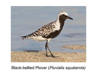 Black-bellied Plover (Pluvialis squatarola)
 