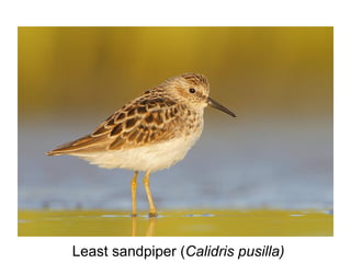 Least sandpiper (Calidris pusilla)
 