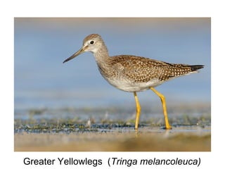 Greater Yellowlegs (Tringa melancoleuca)
 