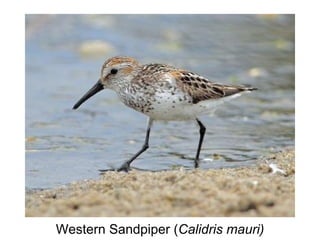 Western Sandpiper (Calidris mauri)
 
