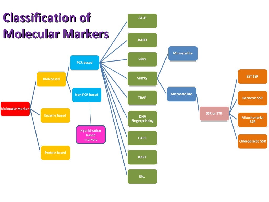 Molecular Markers, their application in crop improvement