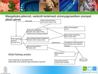 BpSM 2014.03. - Molnár János: A mangalica genom jellemzése bioinformatikai módszerekkel
