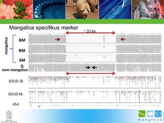 BpSM 2014.03. - Molnár János: A mangalica genom jellemzése bioinformatikai módszerekkel