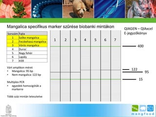 BpSM 2014.03. - Molnár János: A mangalica genom jellemzése bioinformatikai módszerekkel