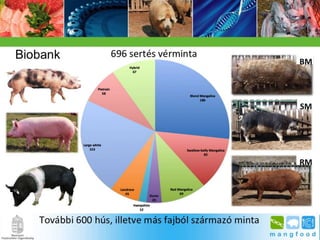 BpSM 2014.03. - Molnár János: A mangalica genom jellemzése bioinformatikai módszerekkel