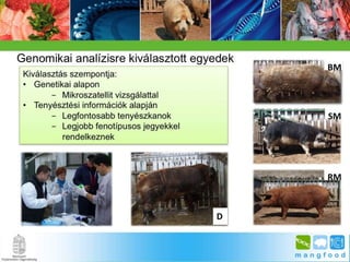 BpSM 2014.03. - Molnár János: A mangalica genom jellemzése bioinformatikai módszerekkel