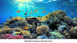 Molokini Deluxe Snorkel Tour
 