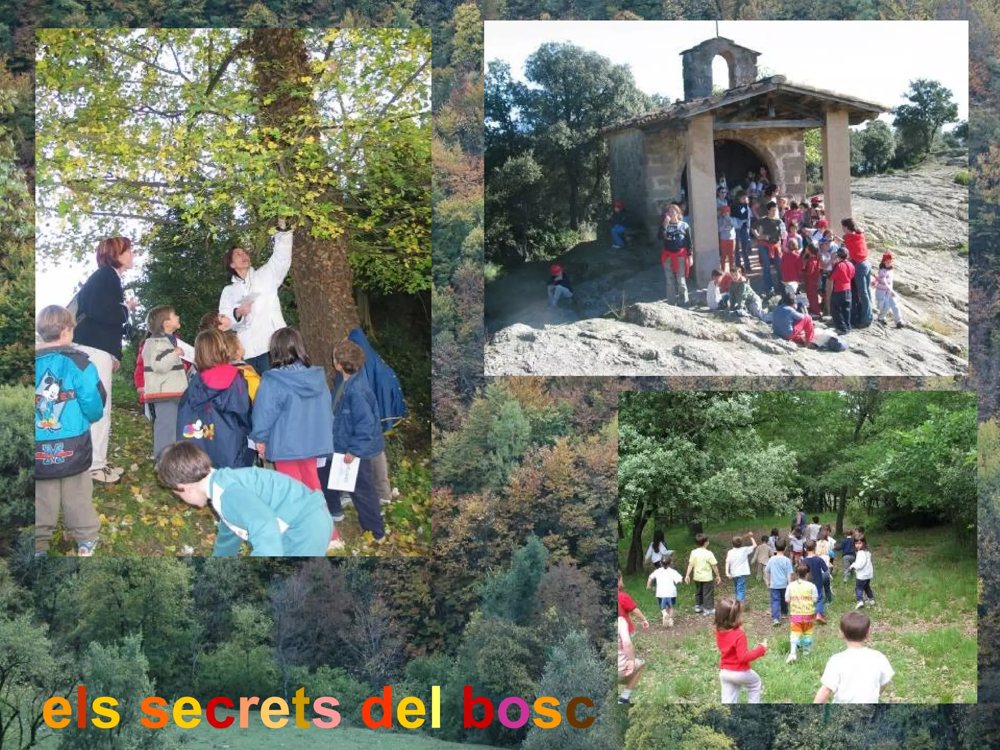 els secrets del bosc
 