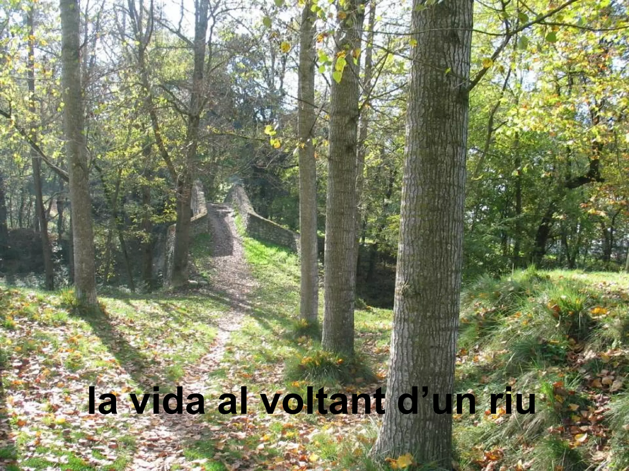la vida al voltant d’un riu
 