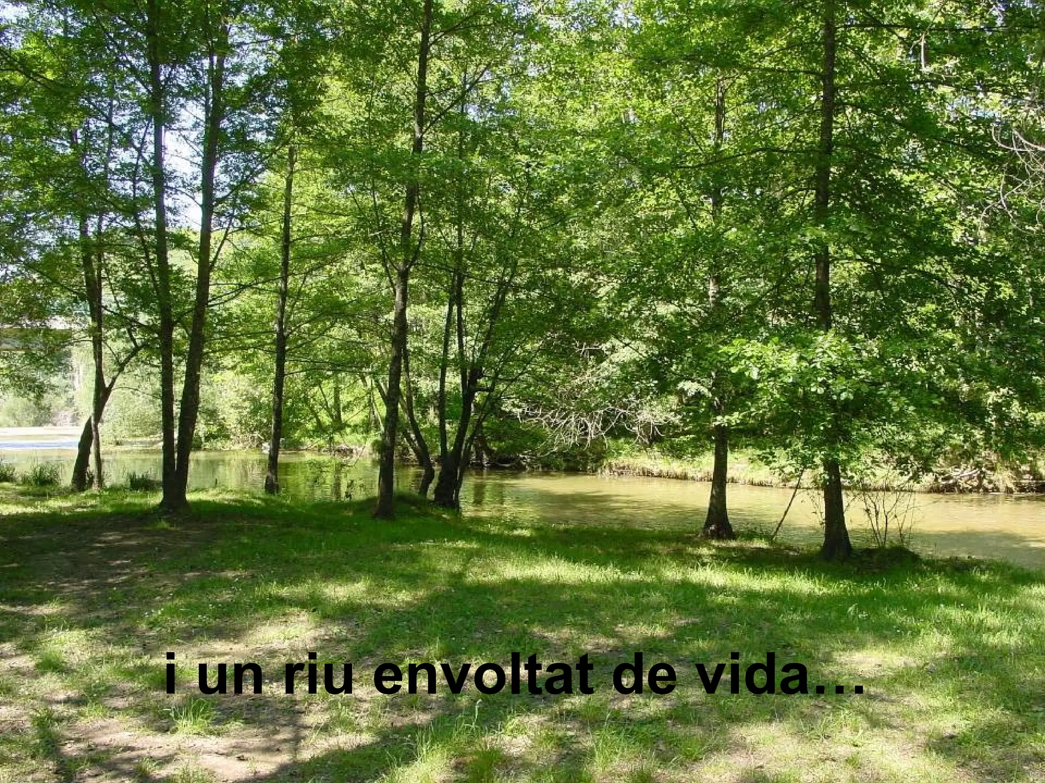 i un riu envoltat de vida…
 