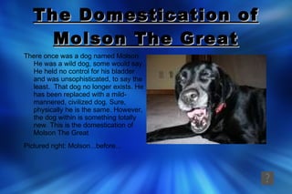 The Domestication of Molson The Great ,[object Object]