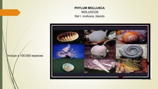 PHYLUM MOLLUSCA
MOLUSCOS
Del l. mollusca, blando
Incluye a 100.000 especies
 