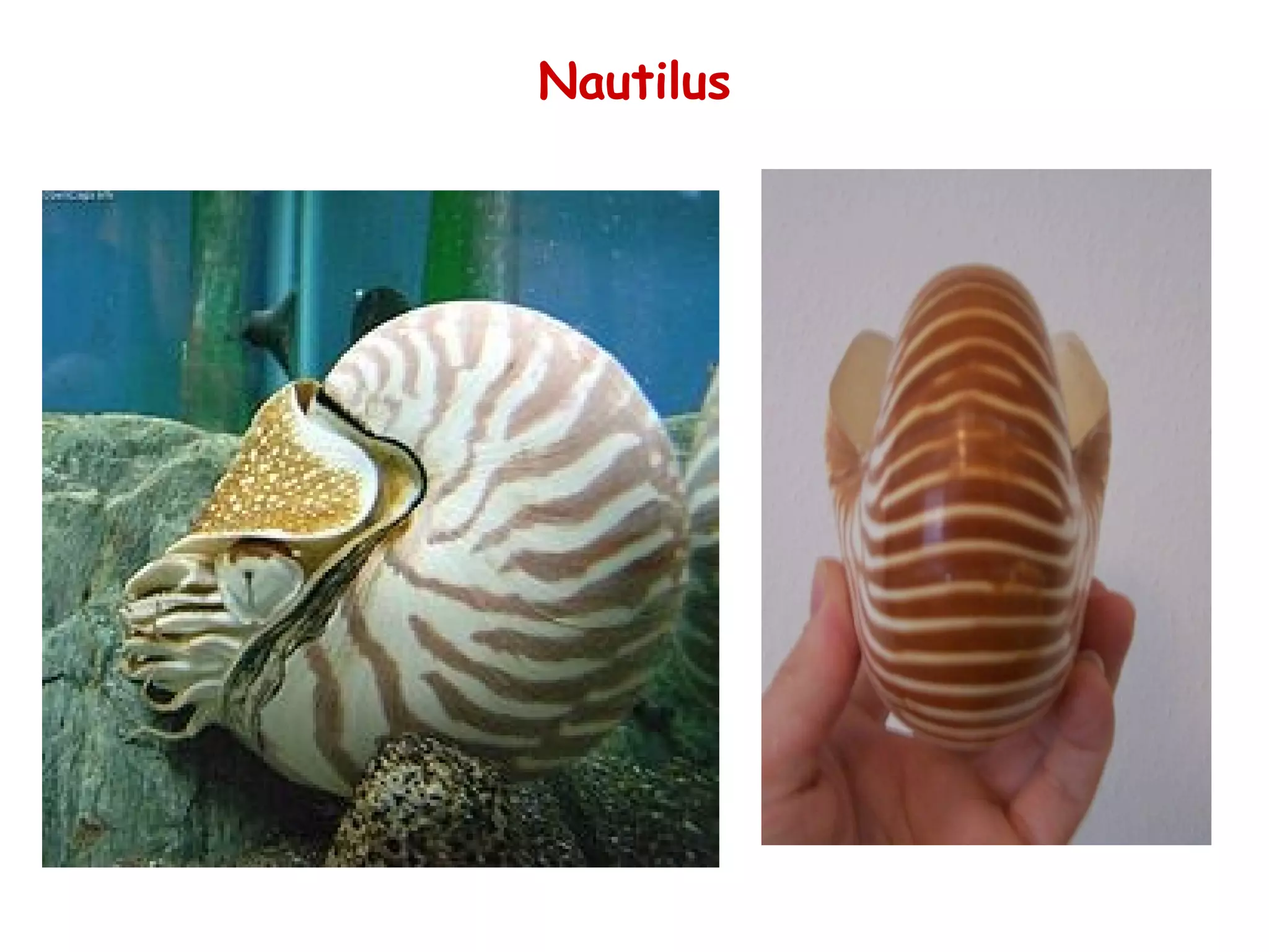 Nautilus 