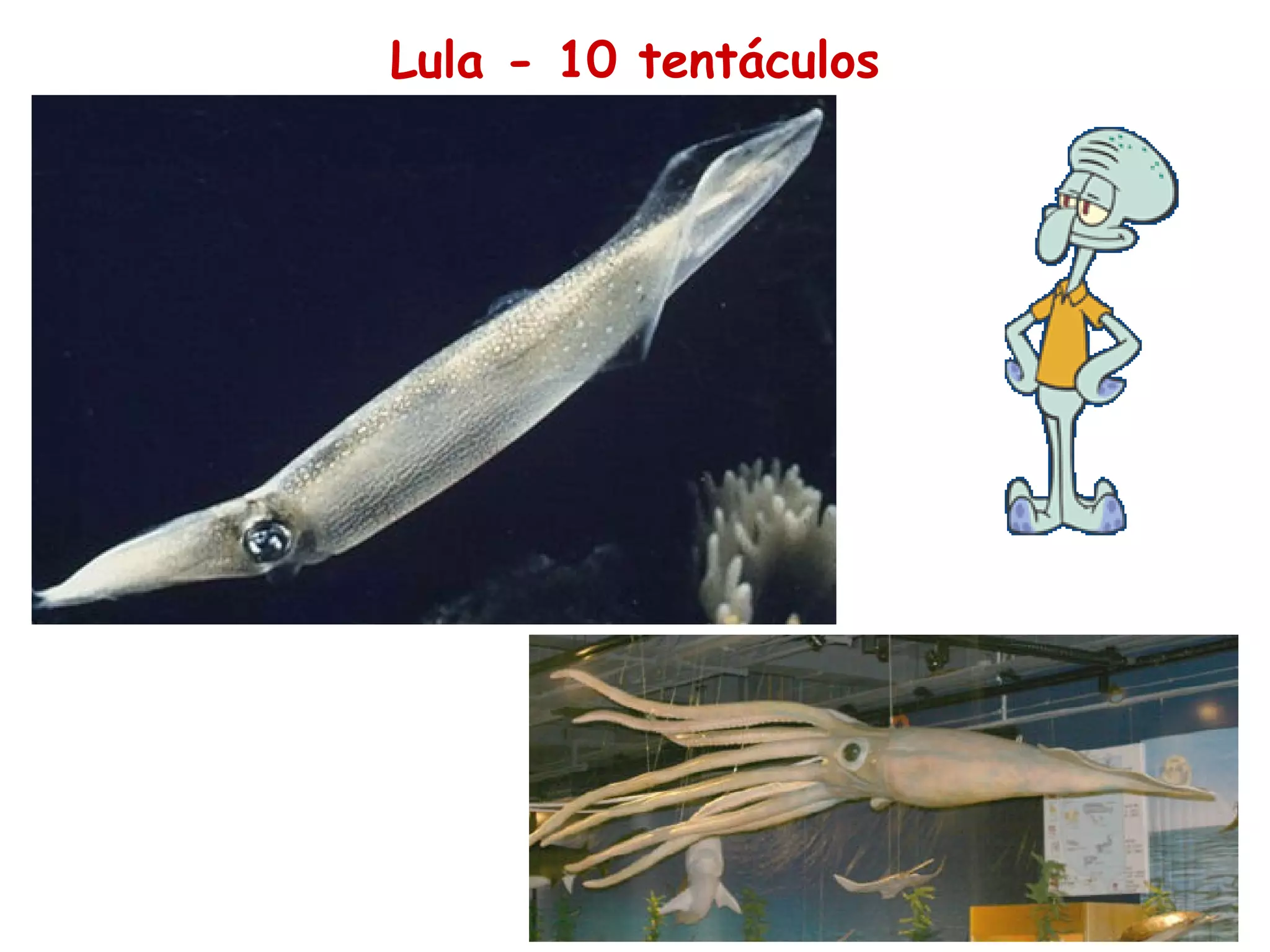 Lula - 10 tentáculos 