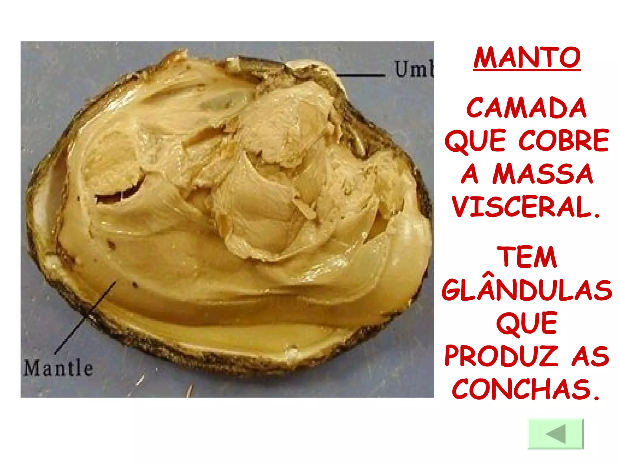 MANTO CAMADA QUE COBRE A MASSA VISCERAL. TEM GLÂNDULAS QUE PRODUZ AS CONCHAS. 