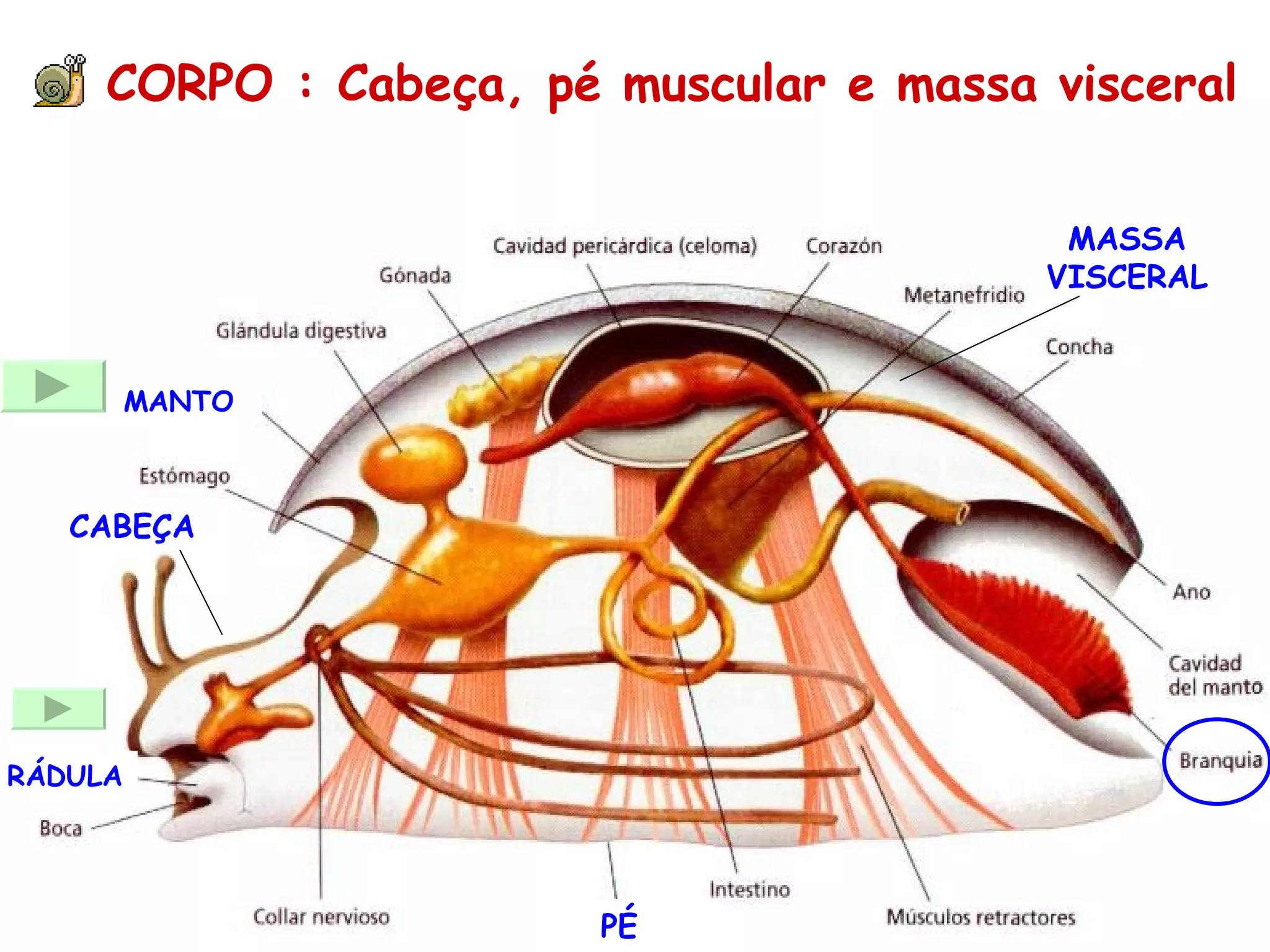 CORPO : Cabeça, pé muscular e massa visceral CABEÇA PÉ MASSA VISCERAL RÁDULA MANTO 