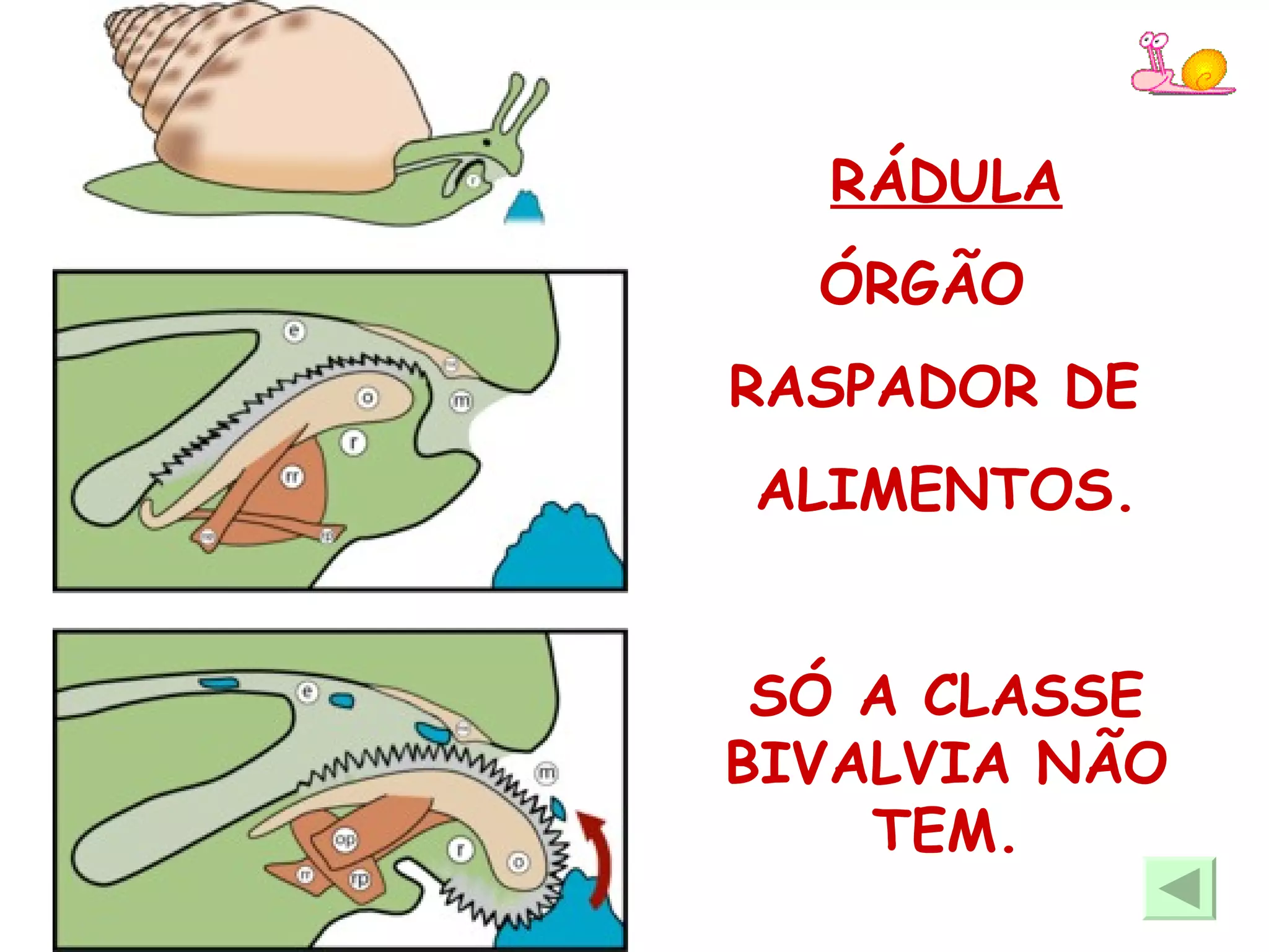 RÁDULA ÓRGÃO  RASPADOR DE  ALIMENTOS. SÓ A CLASSE BIVALVIA NÃO TEM. 